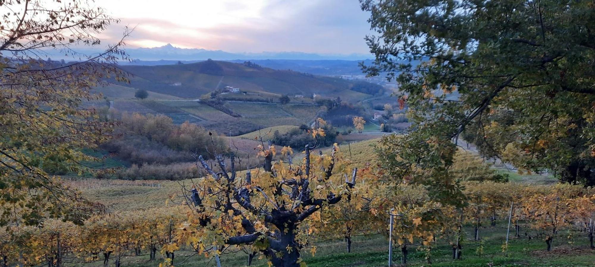Ca Trifolera Barbaresco - Romantico Cascinale Con Antica Cantina Nel Cuore Delle Langhe - Degustazione Vini Nella Nostra Cantina Ngoại thất bức ảnh