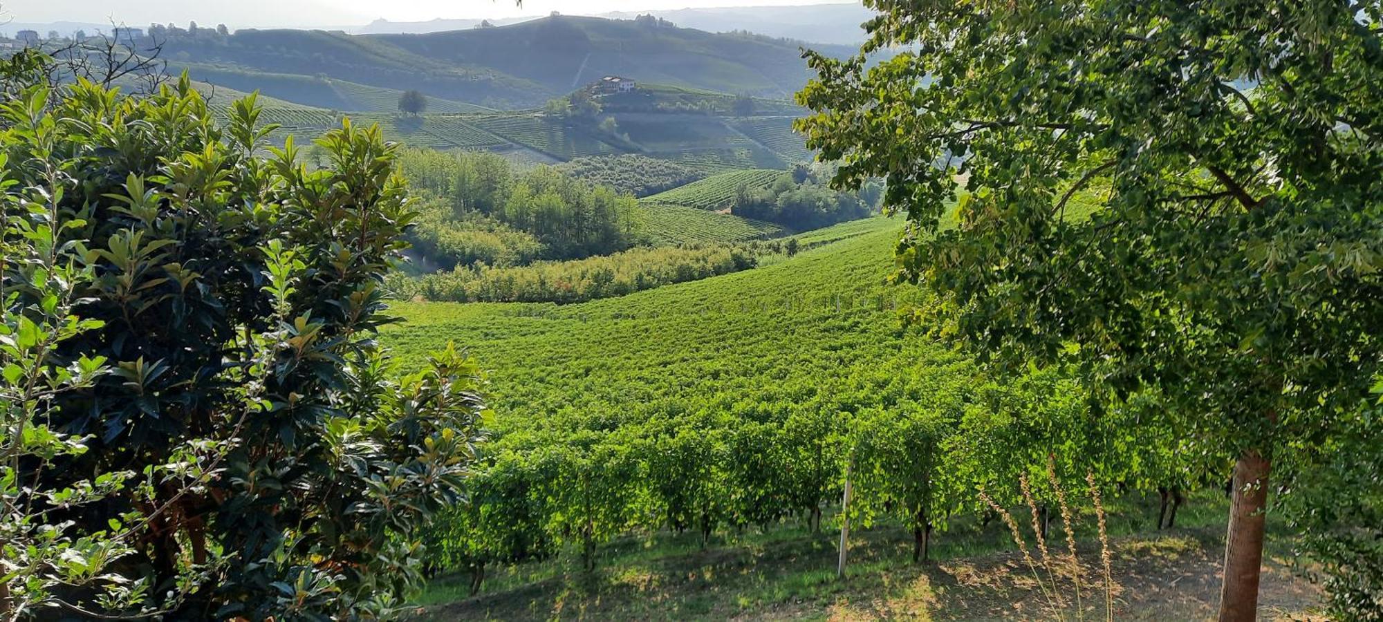 Ca Trifolera Barbaresco - Romantico Cascinale Con Antica Cantina Nel Cuore Delle Langhe - Degustazione Vini Nella Nostra Cantina Ngoại thất bức ảnh